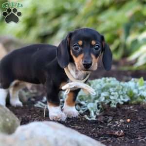 Duke, Dachshund Puppy